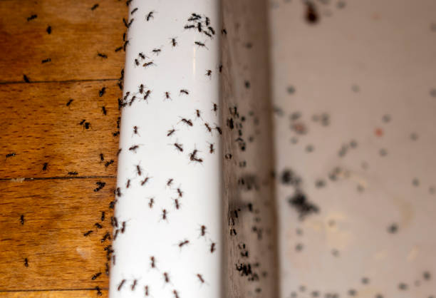 Best Pest Control Treatment  in The Pinery, CO