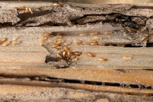 Best Wasp Removal Services  in The Pinery, CO