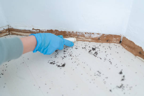 Best Ant Control Services  in The Pinery, CO